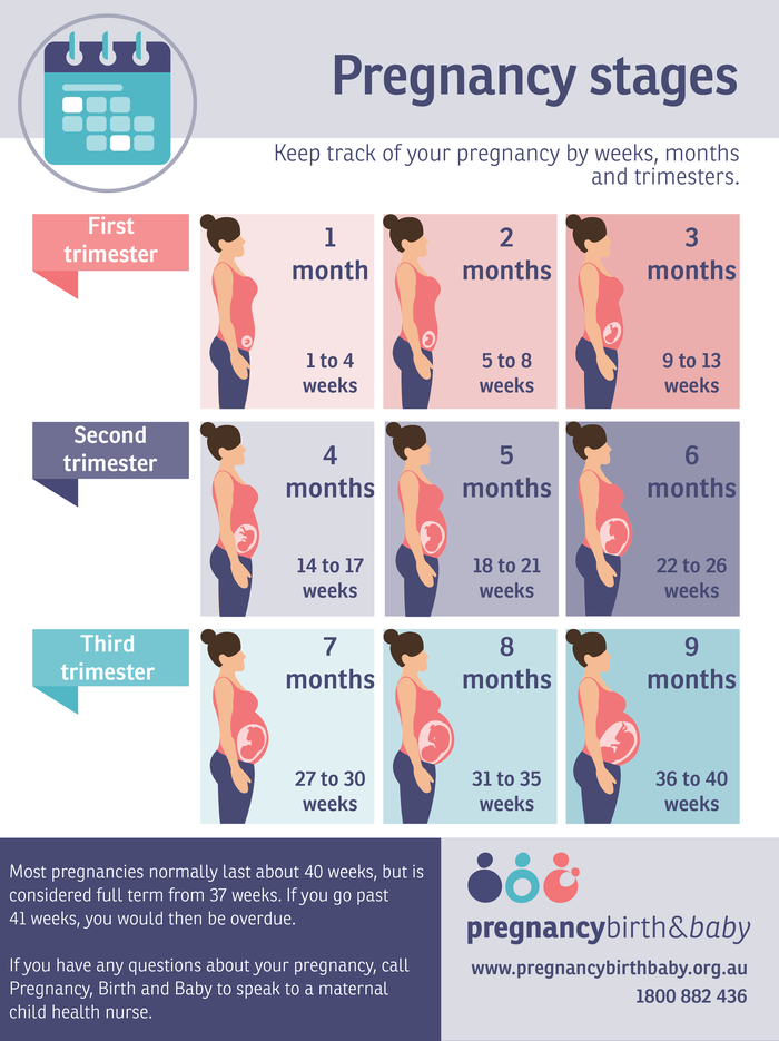 Fetus size by week chart