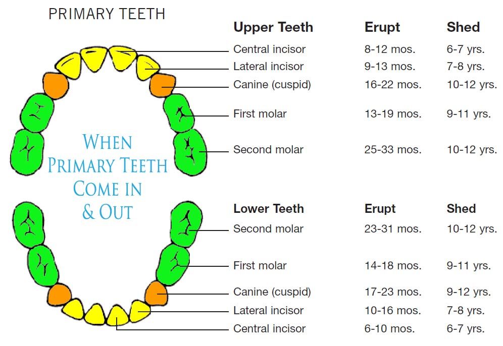 When should babies get their first teeth