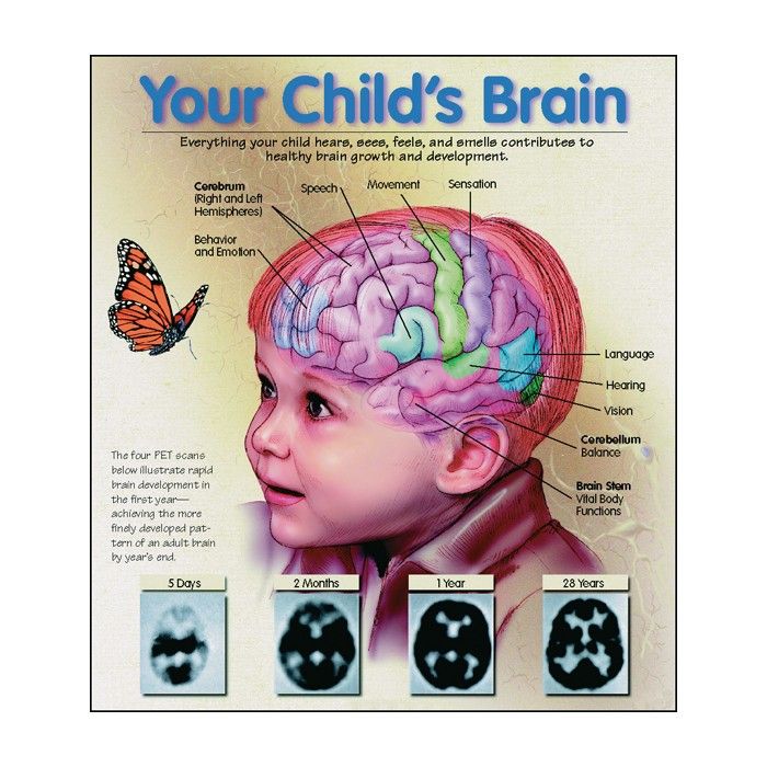 When does baby brain start