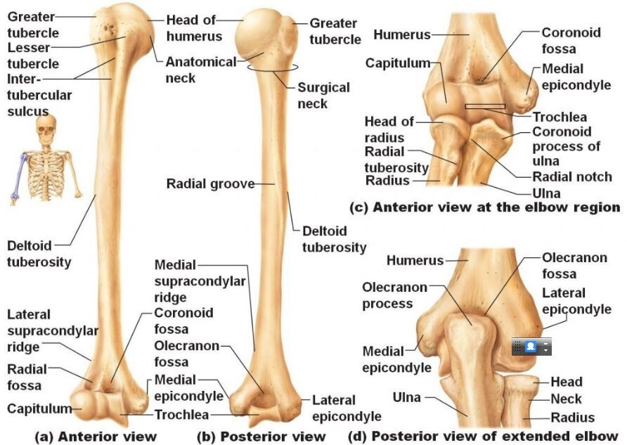 Closing of anterior and posterior fontanelles