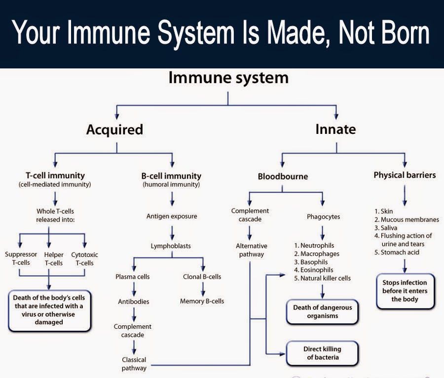 Are babies immune systems stronger than adults