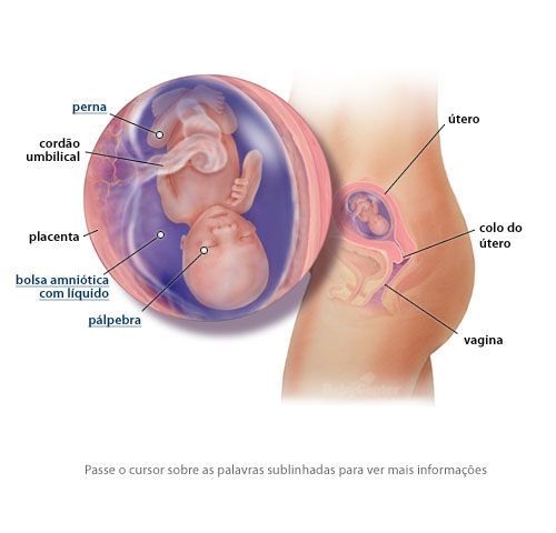 At what trimester does the baby move