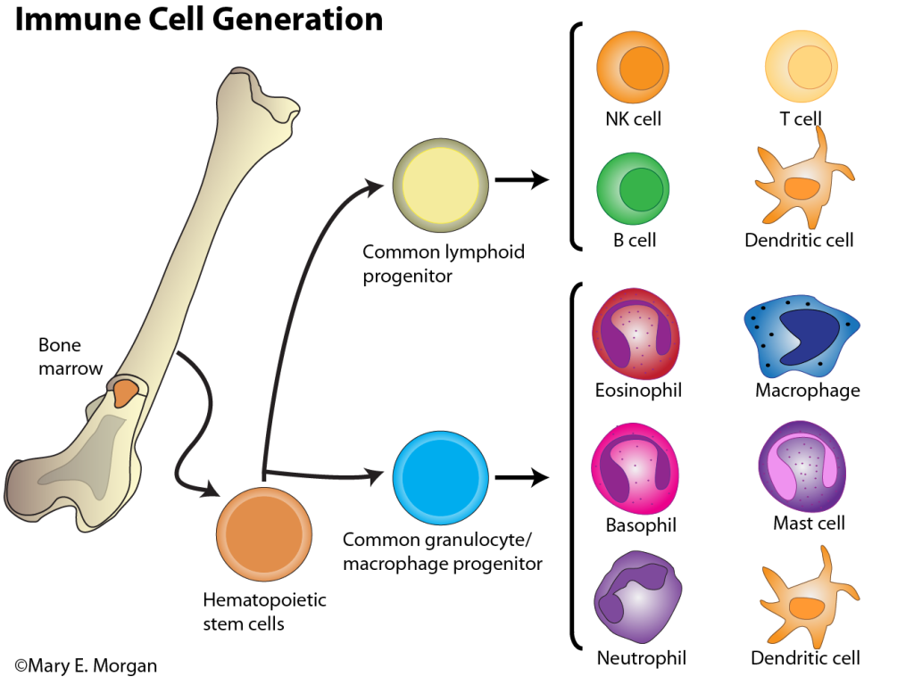 When do babies build an immune system