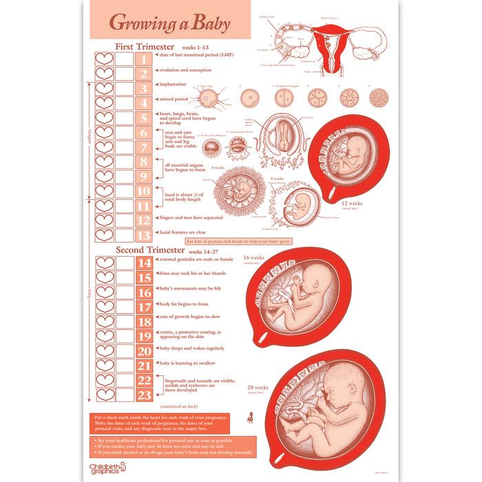 Different trimesters of pregnancy