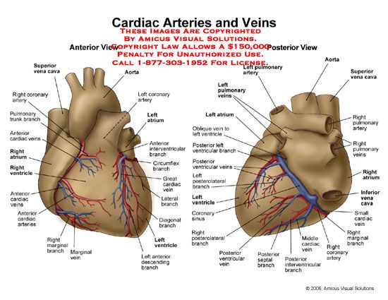 Closing of anterior and posterior fontanelles