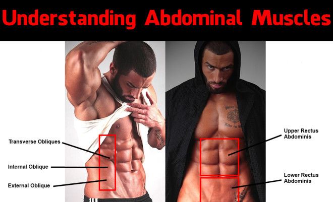 Muscle separating the chest and abdomen