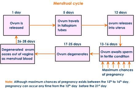 Chance of getting pregnant 3 days before ovulation