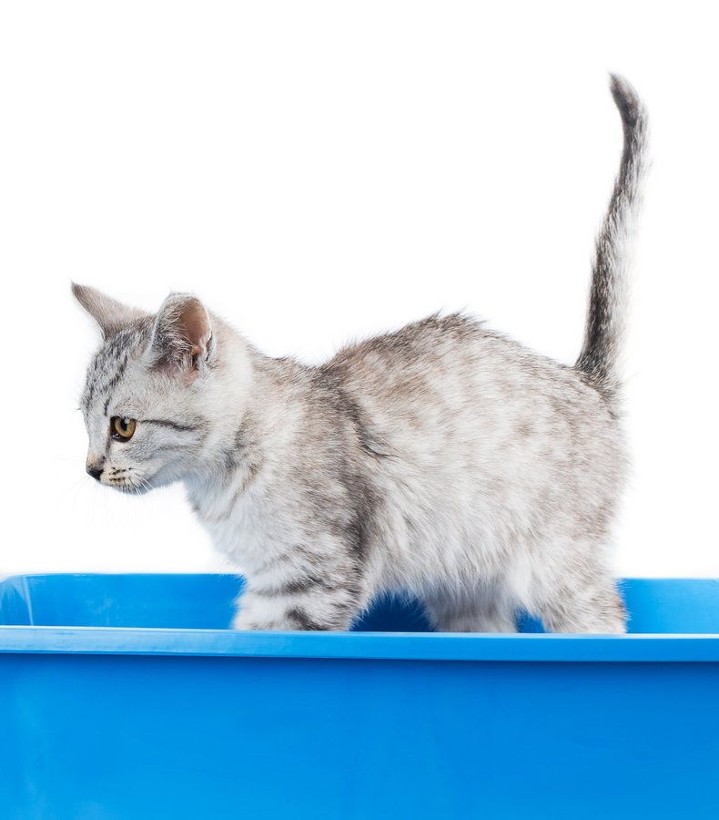 Cat litter pregnancy myth