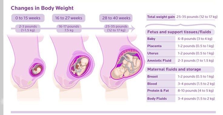 30Th week of pregnancy weight gain