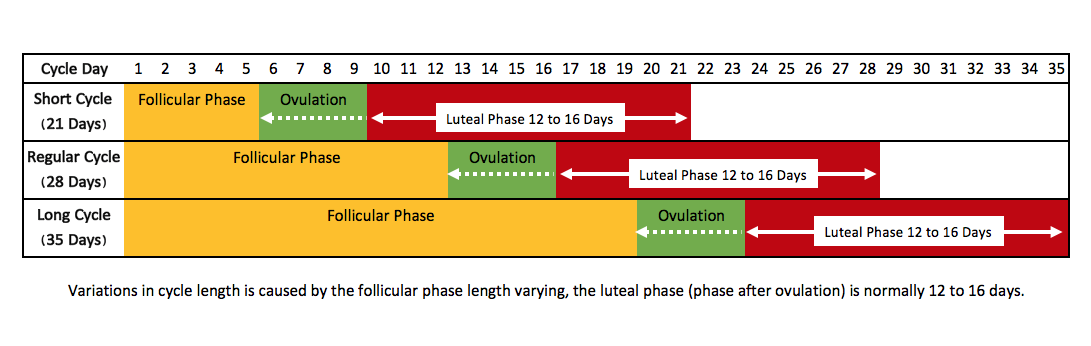 Most fertile time in cycle