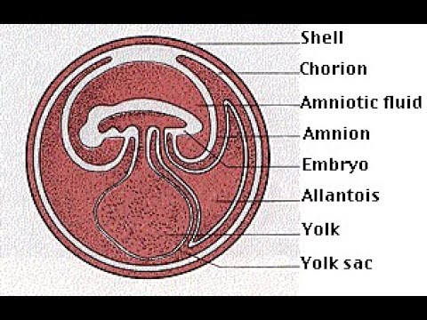 Sac but no embryo