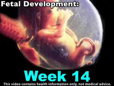 Fetus five weeks