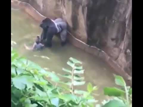 How did child get in gorilla enclosure