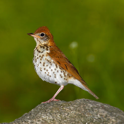 Mild baby thrush