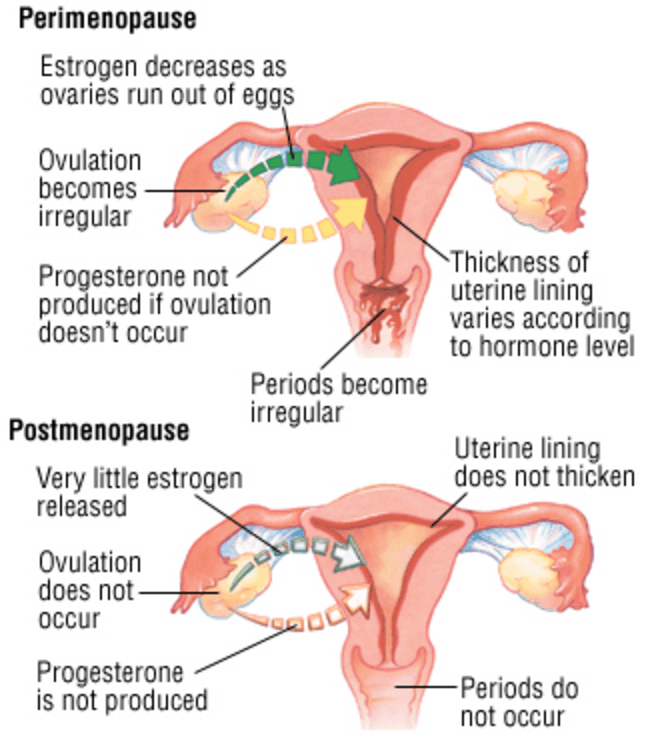 During ovulation when is the egg released