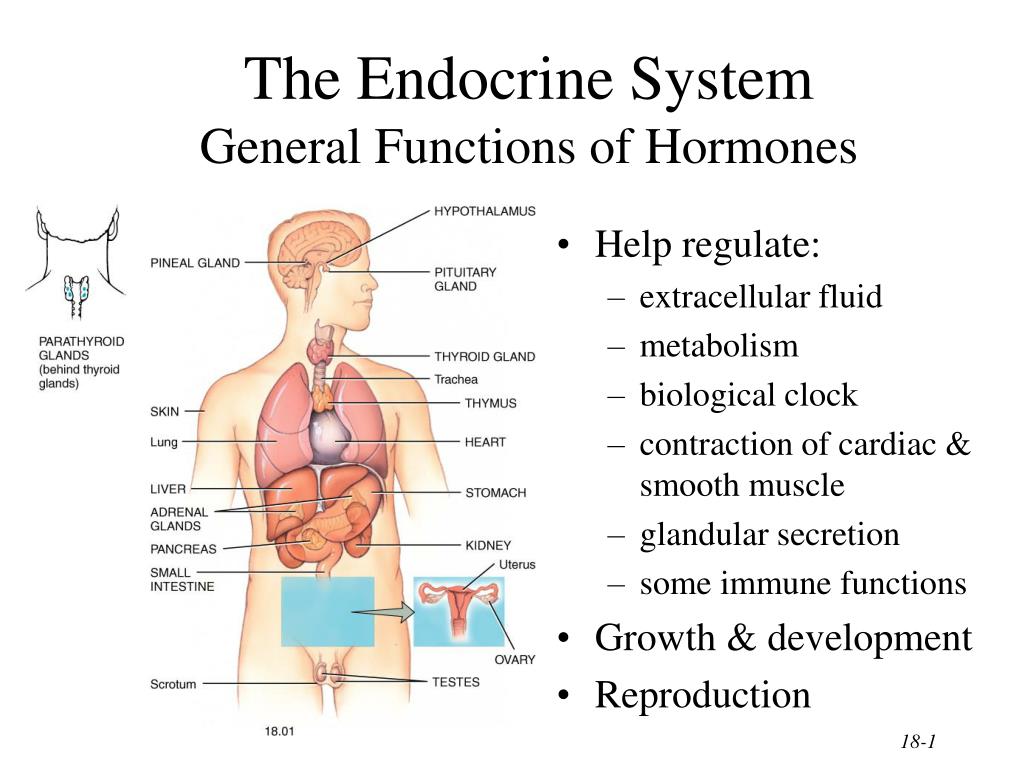 How to develop immune system in child