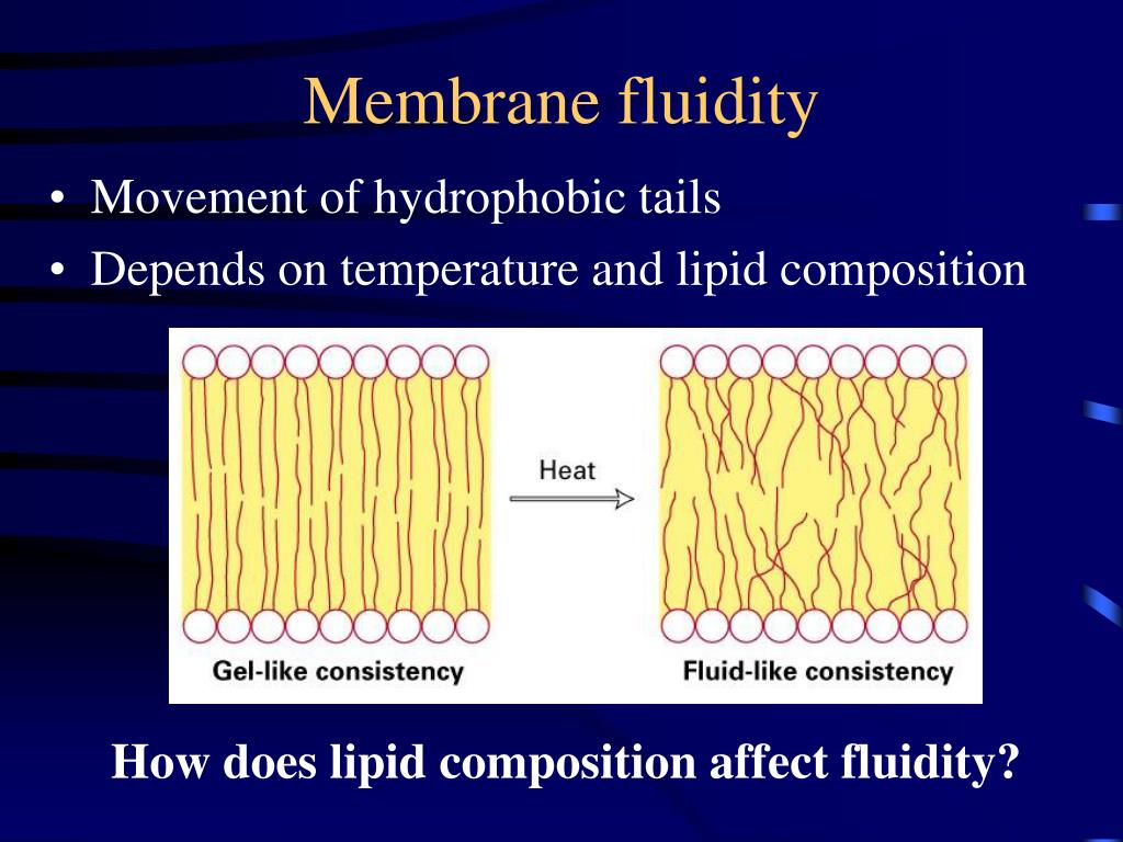 How do they strip membranes