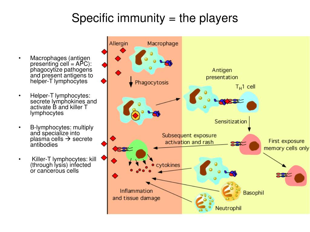 When do babies get an immune system