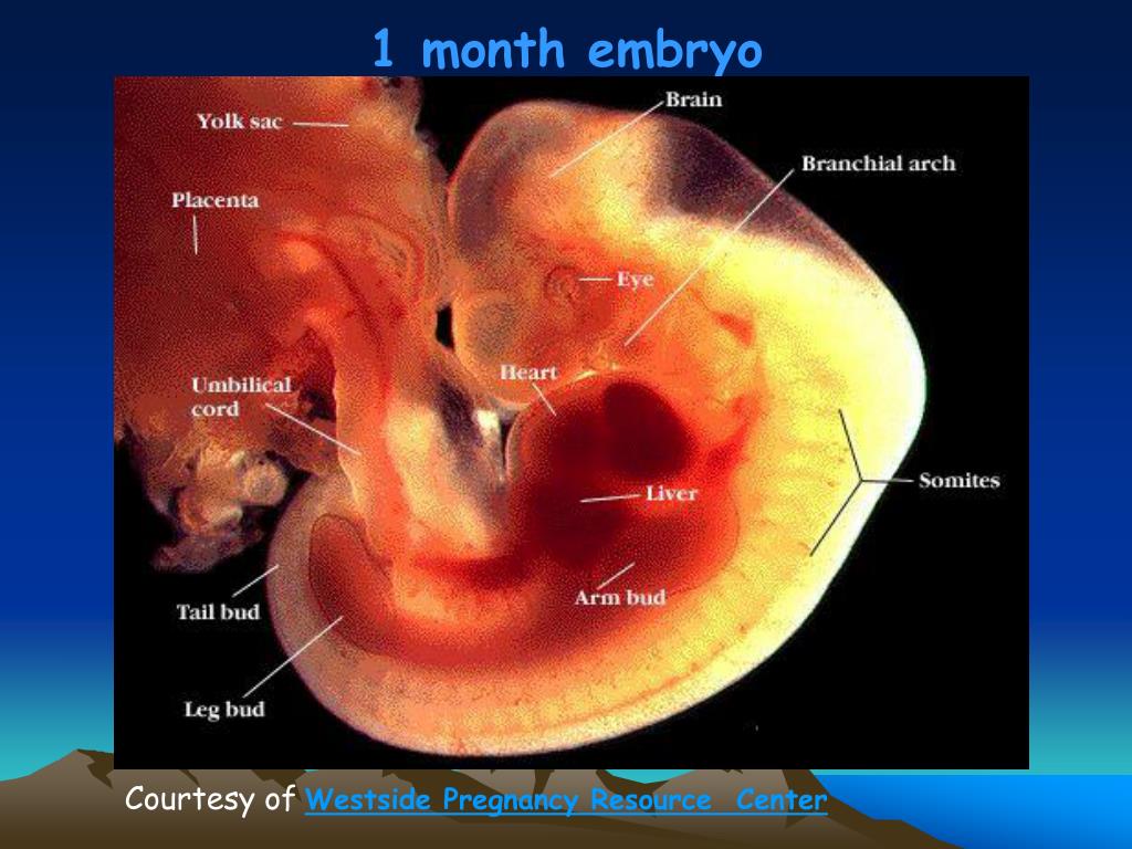 5 months old baby in the womb