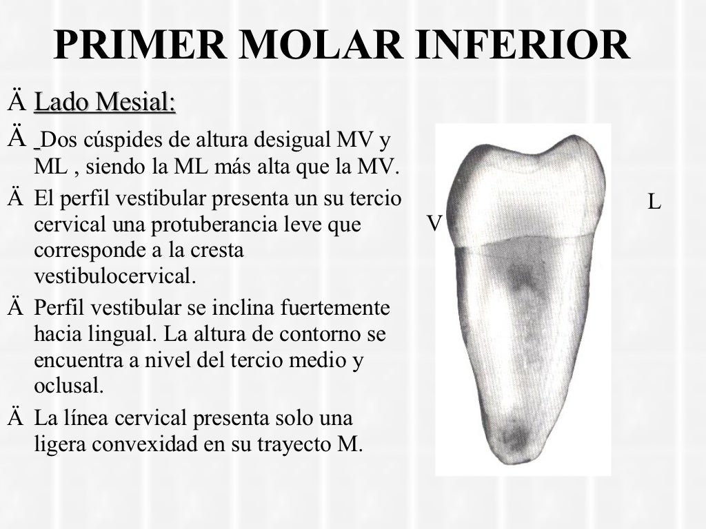 Whats a molar