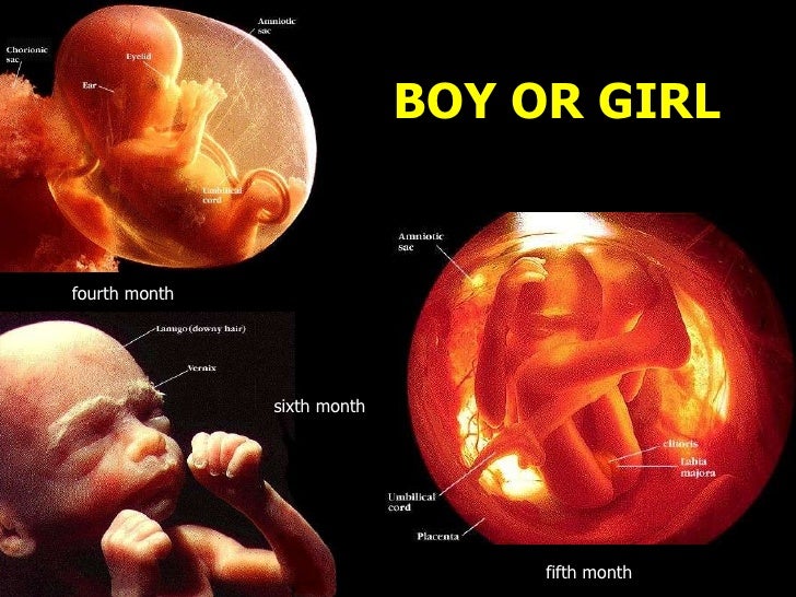 How big is a 5 month old fetus