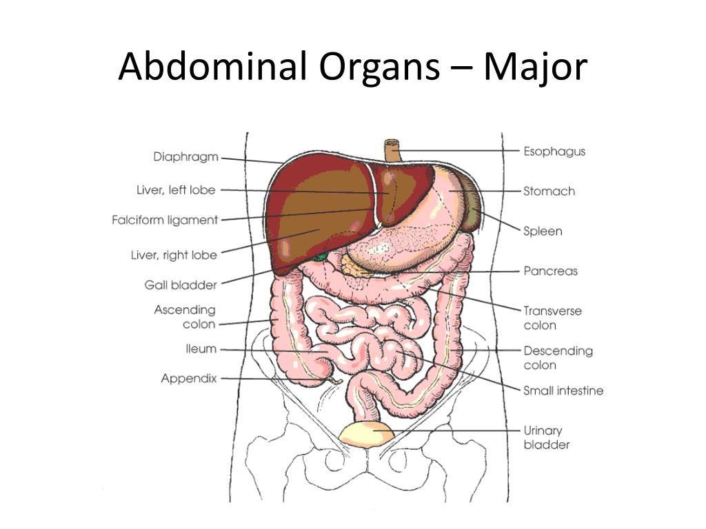 Anatomy of pelvic organs