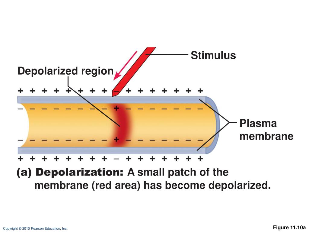 How to do a membrane sweep