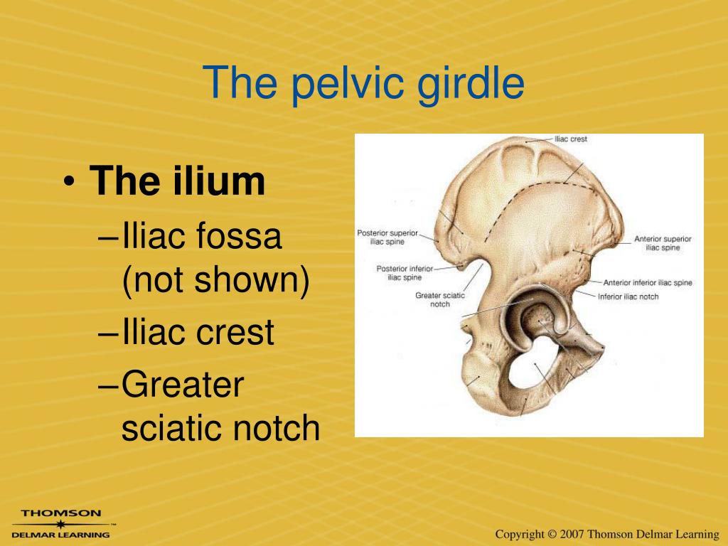 Functions of the pelvic girdle