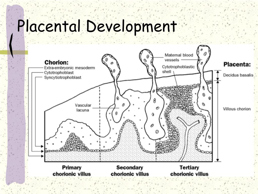 Placenta maternal side