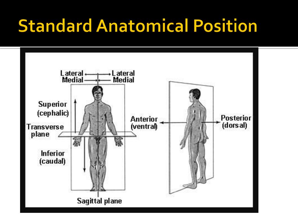 What Is Cephalic Position In Pregnancy