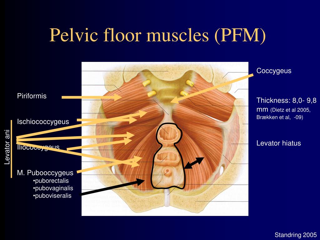 How to relax your pelvic floor muscles