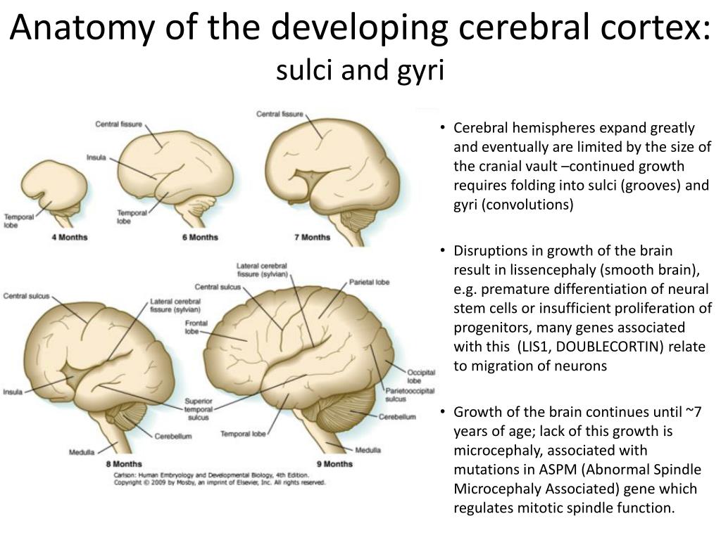 Prenatal brain development