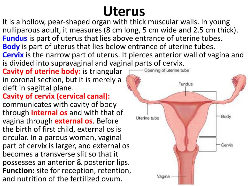 Shape of the uterus