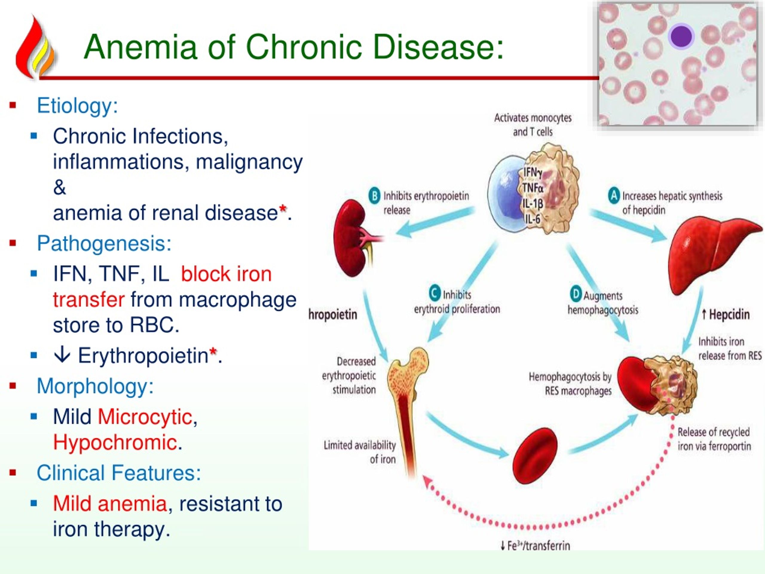 What is rhesus disease