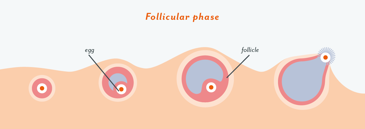 Cramping two days after ovulation