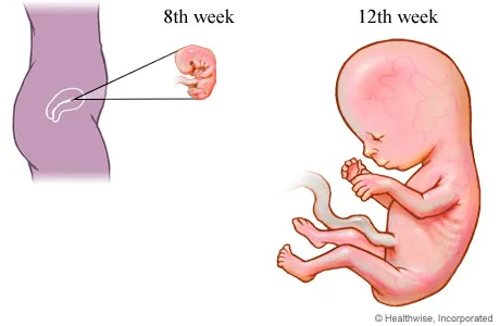 Spotting during second trimester