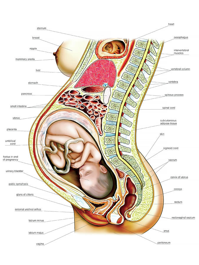 Uterine changes pregnancy