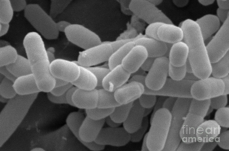 Is listeria a bacteria
