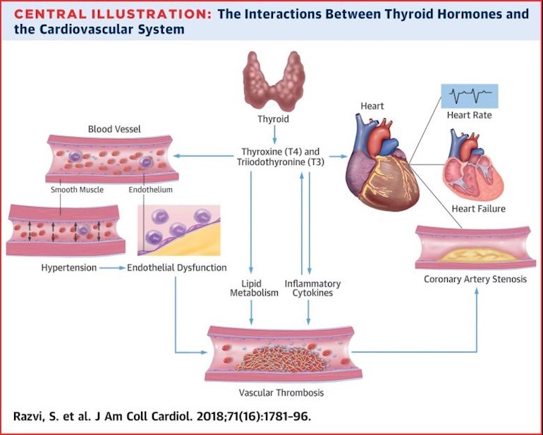 Over active thyroid and pregnancy