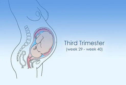 When is the 3rd trimester