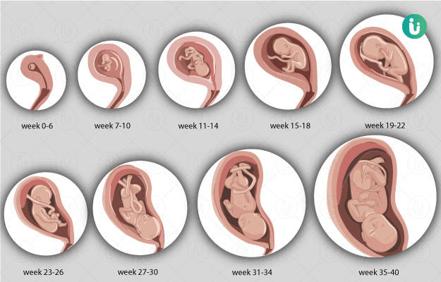 Baby position in 4th month of pregnancy