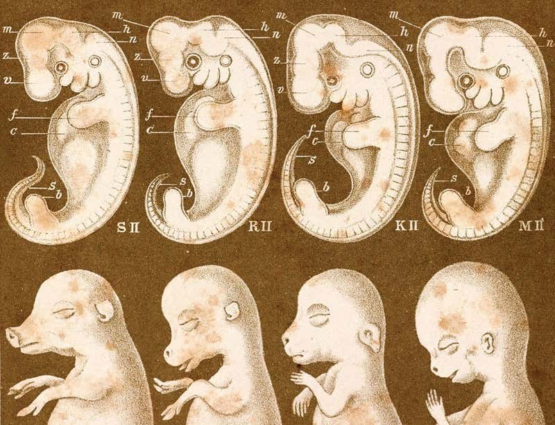 Embryo 5 weeks old