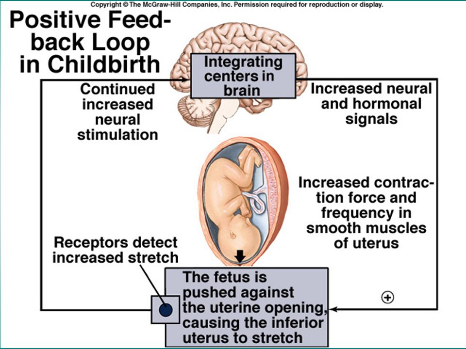 What is childbirth