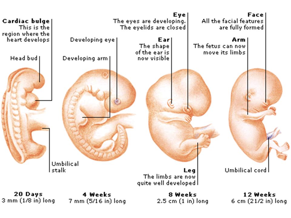 Development in first trimester