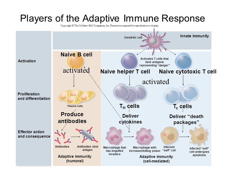 How to increase immune system of child