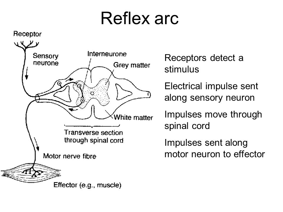 Let down reflex definition