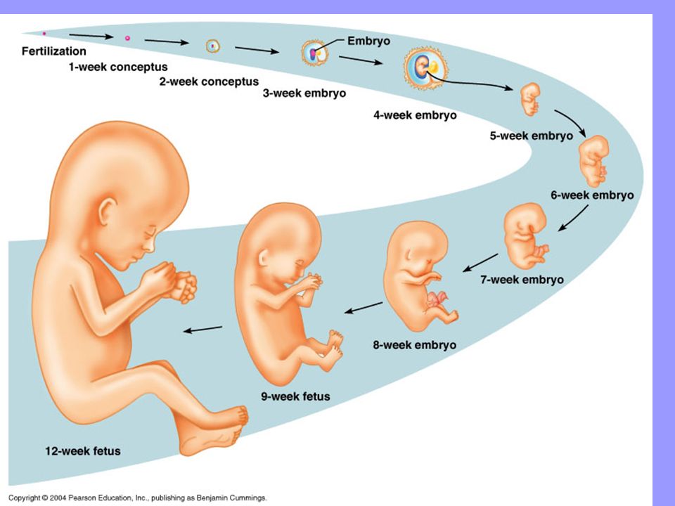 Baby development in the first trimester