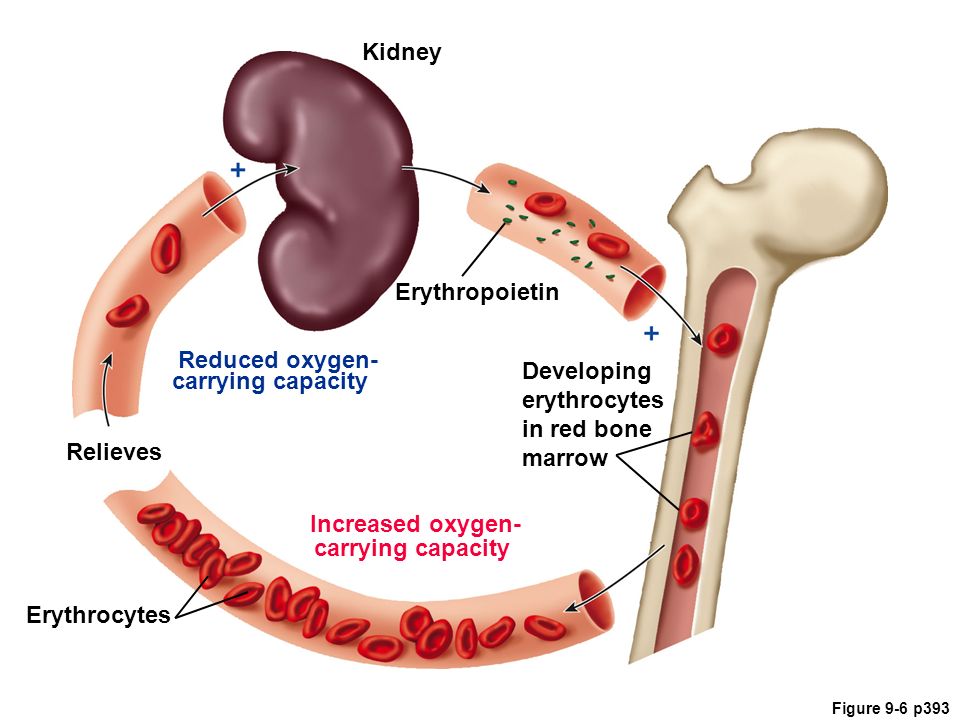 How to increase hemoglobin in child