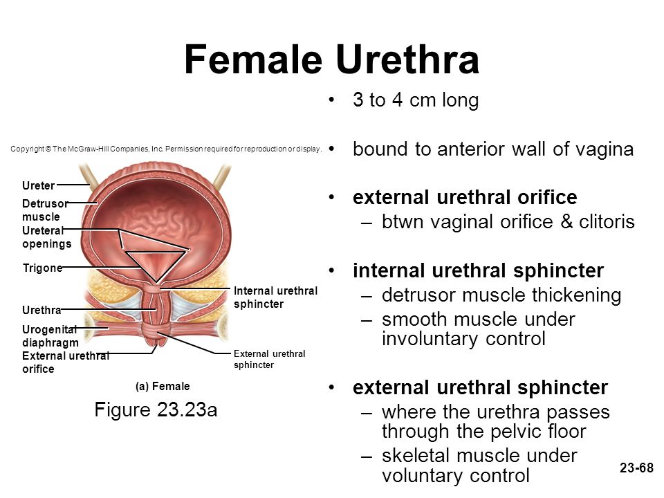 Vaginal muscle pain during pregnancy