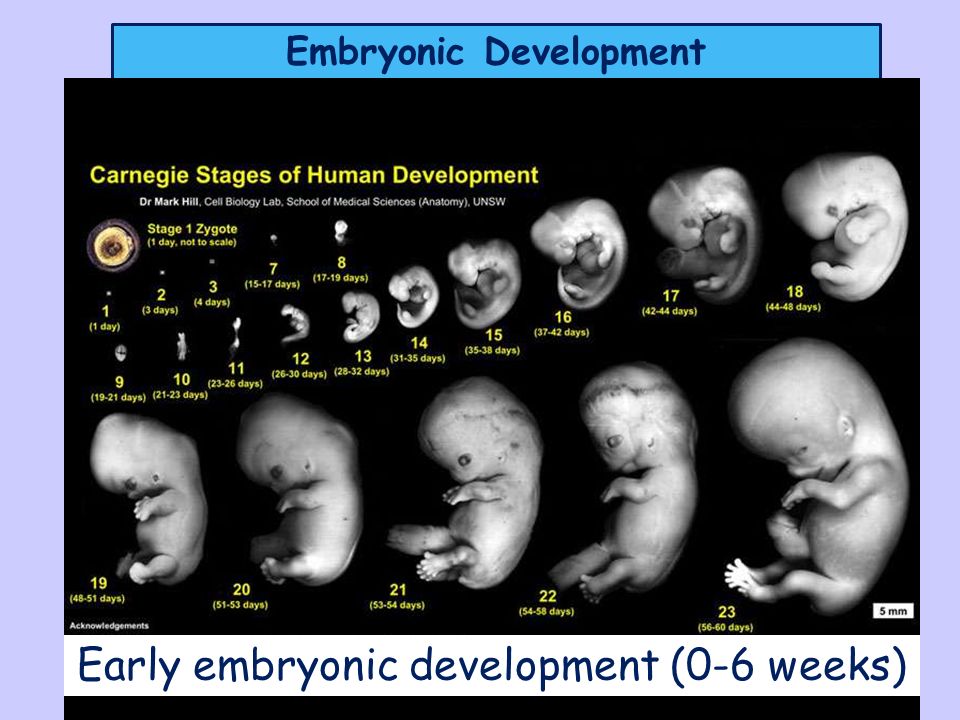 What can babies see at 6 weeks